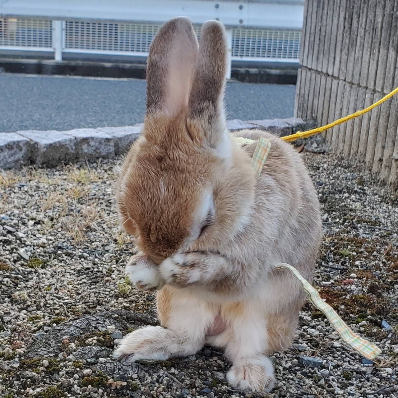水川 茉奈花